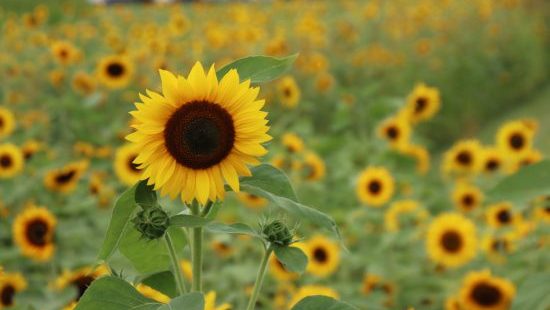 Sunflower Days at Rader Family Farms