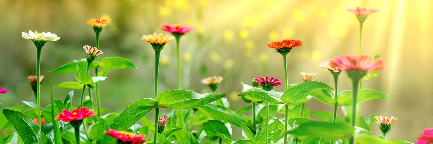 Zinnias in bloom at Rader Family Farms