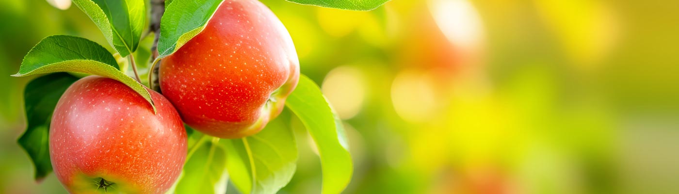 Fresh apples on the trees at Rader Family Farms