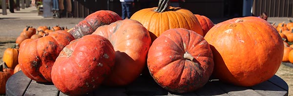 Pumpkin Smash Event at Rader Family Farms