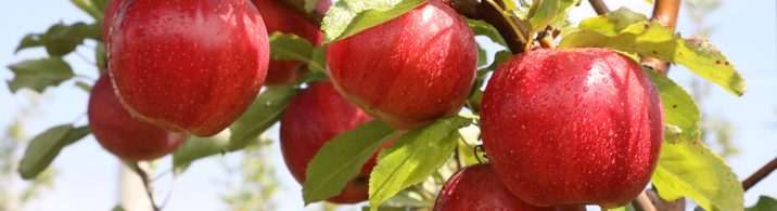 Adam’s Apple Orchard » Rader Family Farms